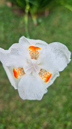 white flower of the dietes iridioides species with macro details, in orange and lilac colors on a...