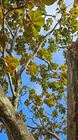 Green and yellow leaves and tree trunk under blue sky