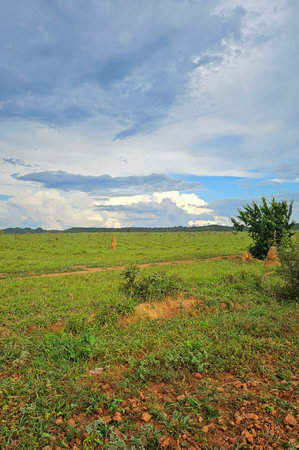 green grassland, with areas of exposed land, and blue sky with cloudsの写真素材