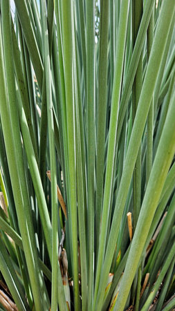 many stems of green plants grouped side by side in closeup imageの写真素材