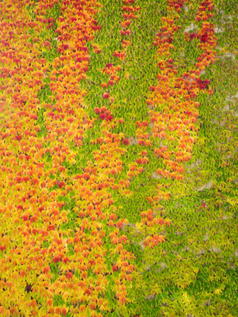 Autumn Leaves and Fall Colors. Climbing plant on the wall. Red and green leaves in autumn season.