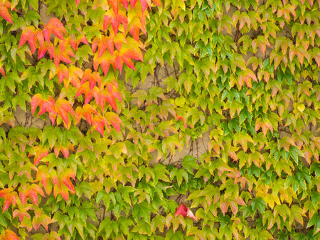 Autumn Leaves and Fall Colors. Climbing plant on the wall. Red and green leaves in autumn season.