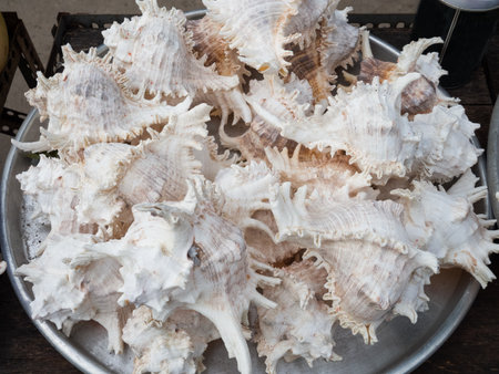 Beautiful shot of a group of white sea shells with texture - background