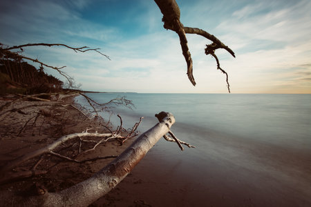 Baltic Sea coast with tree trunks on the penisula Fischland-Darss called âWeststrandâ - long exposrueの写真素材