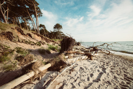Beautiful wilderness at Fischland-Darss Weststrand, Baltic Sea in Germanyの写真素材