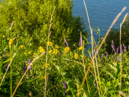 Beautiful meadow field with wild flowers. Spring Wildflowers closeup. Health care concept. Rural...