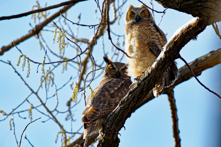 These young Great Horned Owls have left the nest and are now perching on the trees surrounding the nest. The adults remain close by.の写真素材