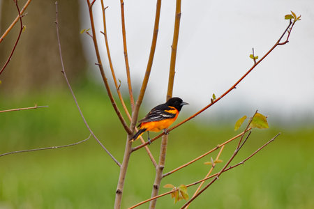 Baltimore Oriole on a Branchの写真素材