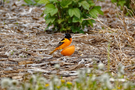 A Baltimore Oriole perches on an orange. These beautiful songbirds can be found in Iowa during the summer.の写真素材