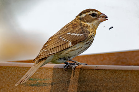 A female Rose-Breasted Grosbeak eats from a feeder. These brown birds do not share the brilliant plumage of their male couterparts.の写真素材