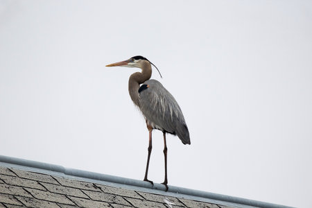 A Great Blue Heron surveys it's surroundings from the roof of a building. These birds are more commonly seen standing along shorelines as the wait for prey.の写真素材