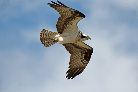 An Osprey soars overhead. These large hawks are comfortable in urban settings and can be found fishing and flying near cities.の写真素材