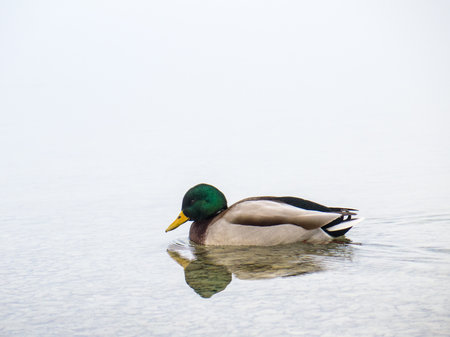 Male duck swimming in misty lakeの写真素材