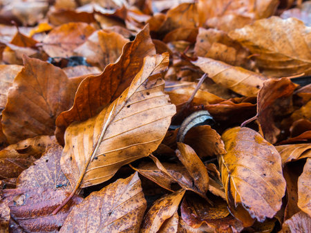 Orange leafage backgroundの写真素材