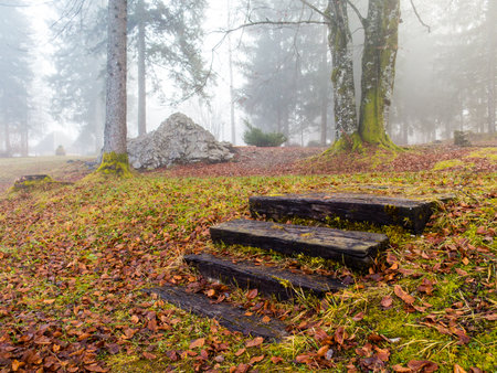 Forgotten stairs in the woodsの写真素材