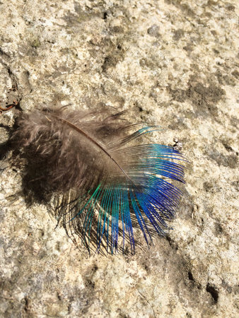 Feather on a stoneの素材