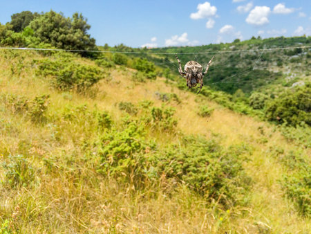 Big spider with meadow in backgroundの素材