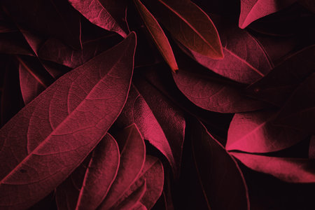 Viva magenta color background. Close up of daphne leaves. Viva magenta leaves background. Color of the year. selective focusの写真素材