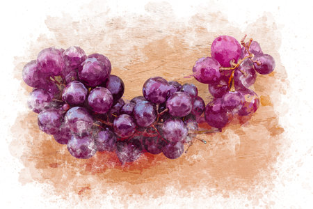 Watercolor painting of grape fruit on table top view. Watercolor red grape illustration background. Grape harvest season.の写真素材
