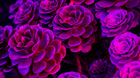 Close up of magenta succulent cactus. Blue echeveria plant top view. Teal succulent plant background.の写真素材