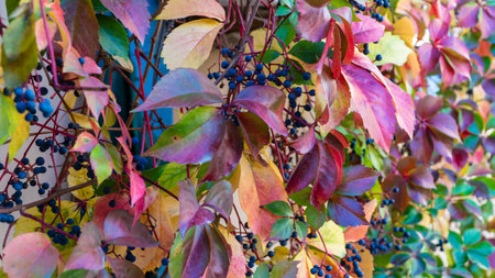 Autumn colors background. colorful background. Mixed vibrant colors on plants in fall season. Beauty in nature concept wallpaper.の写真素材