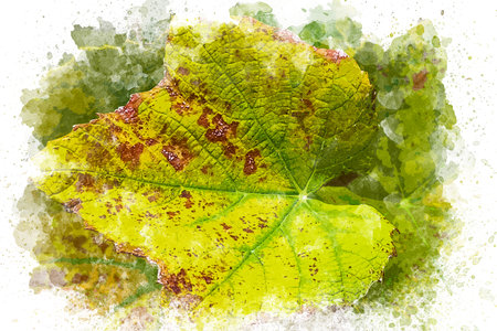 Watercolor illustration of autumn leaves high angle view. Floral and natural patterns background. Abstract shapes on plant leaves.の写真素材