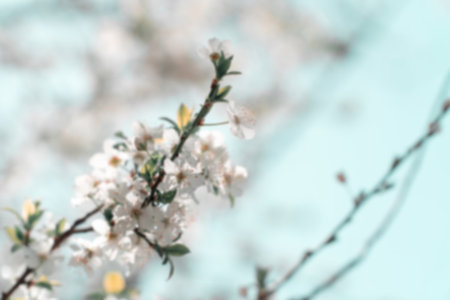 Spring flower blurry background. floral background. Springtime backdrop concept.の写真素材