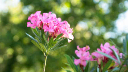 Spring flower blurry background. floral background. Springtime backdrop concept.