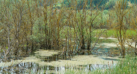 Misty forest landscape. Dead trees and swamp in a spooky forest. Selective focus included