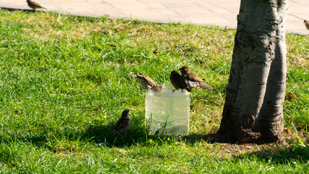 Sparrow birds drinking water from plastic container during hot days of summer. Motion blur included.の写真素材