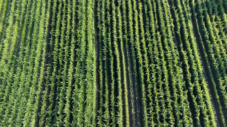 Agricultural field aerial view. Sustainable agriculture. Cultivating organic products in fields. Selective focus included. Drone view.の写真素材