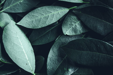 Close up of leaves. Daphne leaves background high angle view. Selective focus includedの写真素材