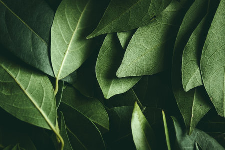 Close up of leaves. Daphne leaves background high angle view. Selective focus includedの写真素材