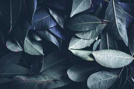 Close up of leaves. Daphne leaves background high angle view. Selective focus includedの写真素材