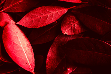 Close up of leaves. Daphne leaves background high angle view. Selective focus includedの写真素材