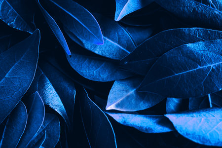 Close up of leaves. Daphne leaves background high angle view. Selective focus includedの写真素材