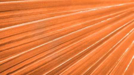 Close up peach fuzz color palm leaf. Peach fuzz Color of the year 2024. Close up palm leaf. Selective focus includedの写真素材