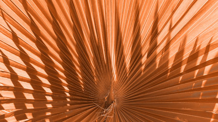 Close up peach fuzz color palm leaf. Peach fuzz Color of the year 2024. Close up palm leaf. Selective focus includedの写真素材