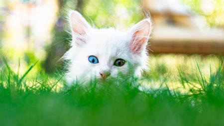 Turkish Van Cat. Van Kedisi. Cute white kitten with colorful eyes.の写真素材
