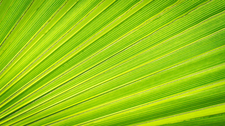 Close up of Palm leaf. Green palm tree leaf close up background