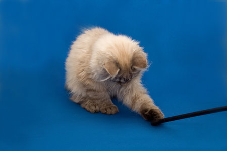 Kurilian bobtailの写真素材