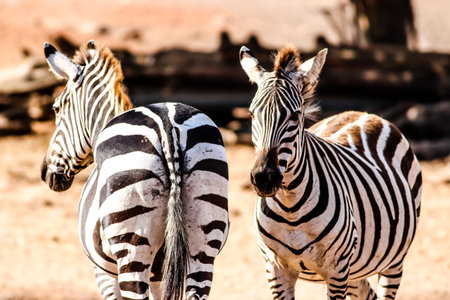 ZEBRAS IN BOTH SIDESの写真素材