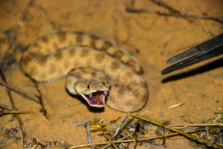 throw a study sand viper shows us hes teeth