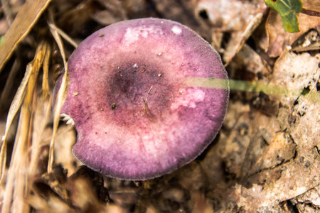 amazing beautifuul eadible violet mushroom top naturally in the forestの写真素材