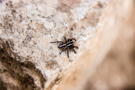 cute little jumping spider on a rock close upの写真素材