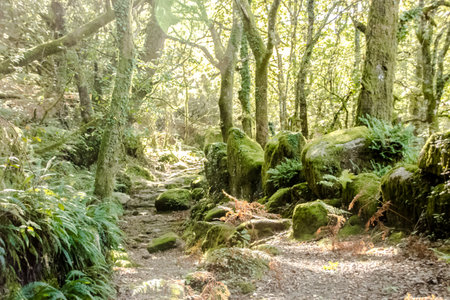 capture of this european amazing real magical forest roadの写真素材
