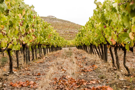 AMAZING FEELING LIKE YOU ARE NOW IN SIDE THE VINYARD ROWの写真素材
