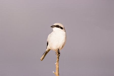 a Great grey shrike showing his deadly weaponの写真素材