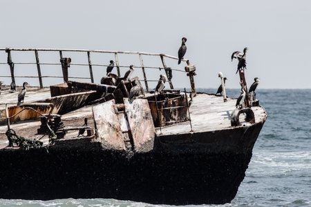 capture of Cormoran birds took over a wreck shipの写真素材