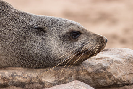 capture of big seal face profile portraitの写真素材